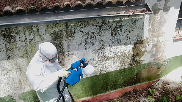 Top rated local Mold Remediation specialists in Grantville, GA